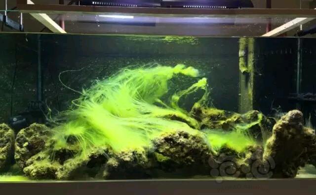【技术论坛】水族缸爆藻的原因和除藻方法-图1