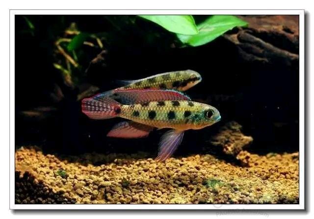 短鲷 技术论坛 短鲷之星皇冠棋盘鲷 泡泡水族