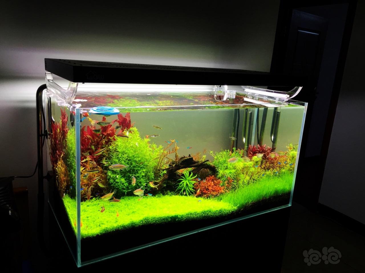 科举大赛普通荷兰景开缸实录