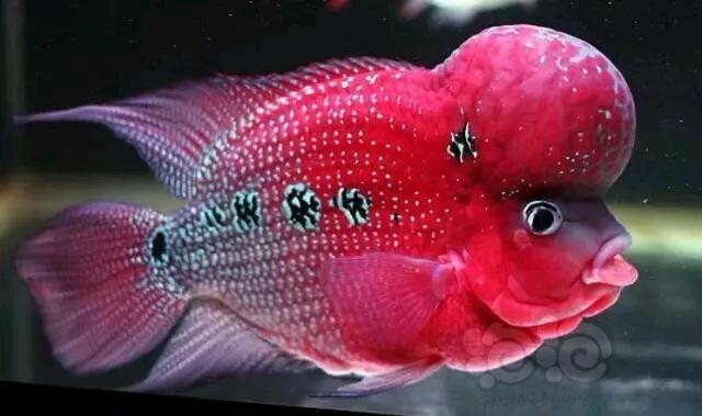 技术论坛罗汉鱼发色不好的几个解决方法