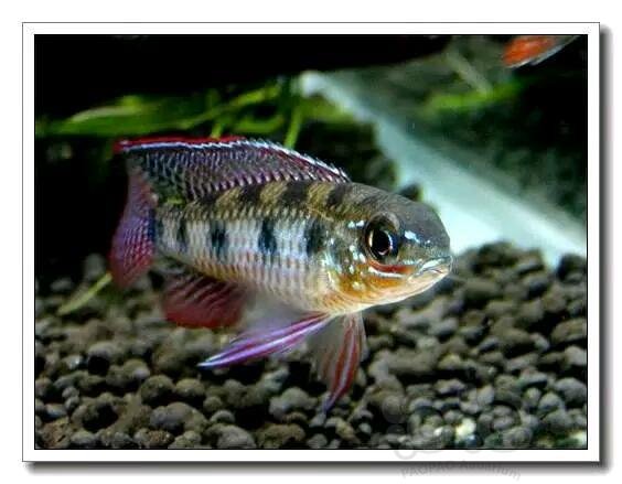 短鲷 技术论坛 短鲷之星皇冠棋盘鲷 泡泡水族