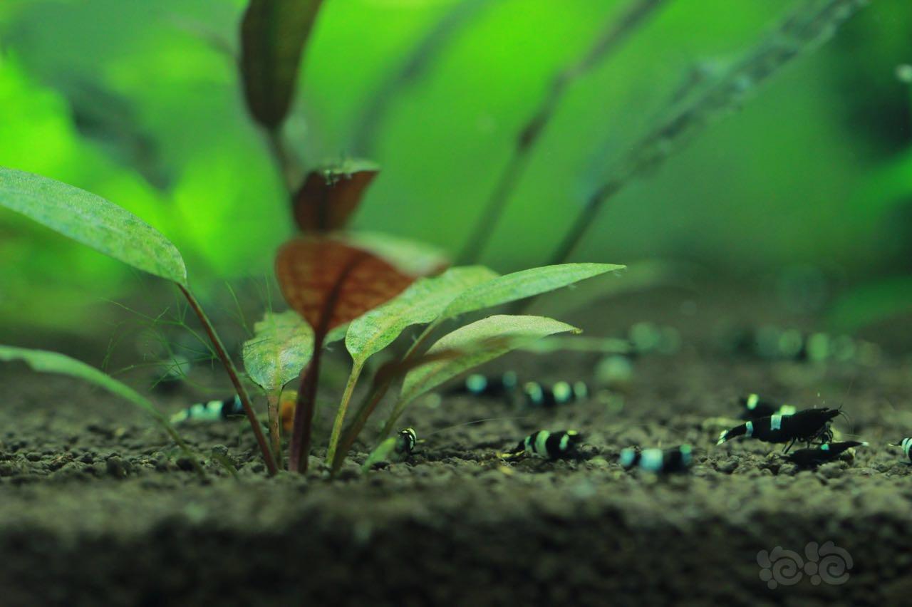 【科举大赛】水晶虾的养殖-图6