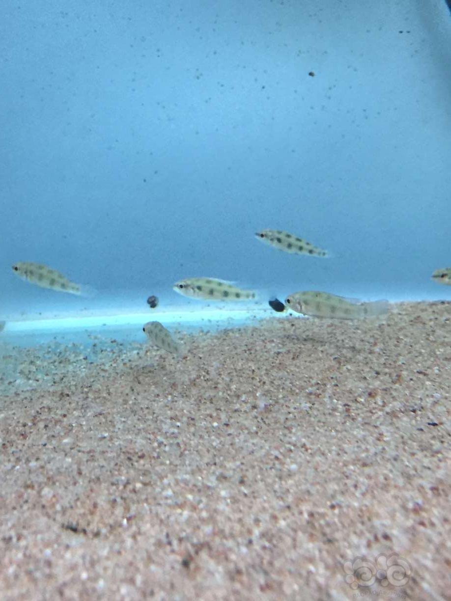 热带鱼出野生皇冠棋盘短鲷