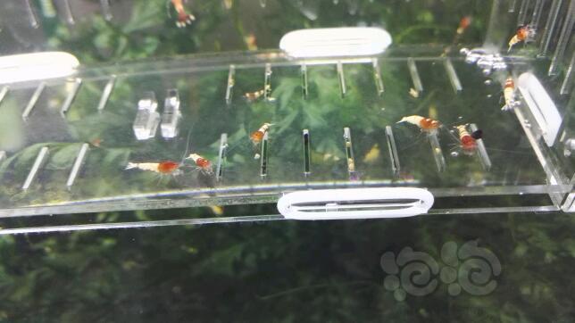 【虾】2016-11-03#RMB拍卖红姘头表现基因虾10只-图4