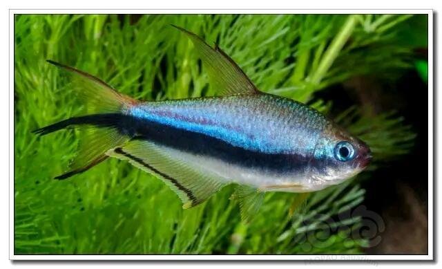 技术论坛王者之气蓝色帝王灯的饲养与繁殖