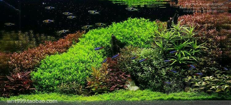 技术论坛 转载 水草缺乏必要元素时出现的症状及过量反应 泡泡水族