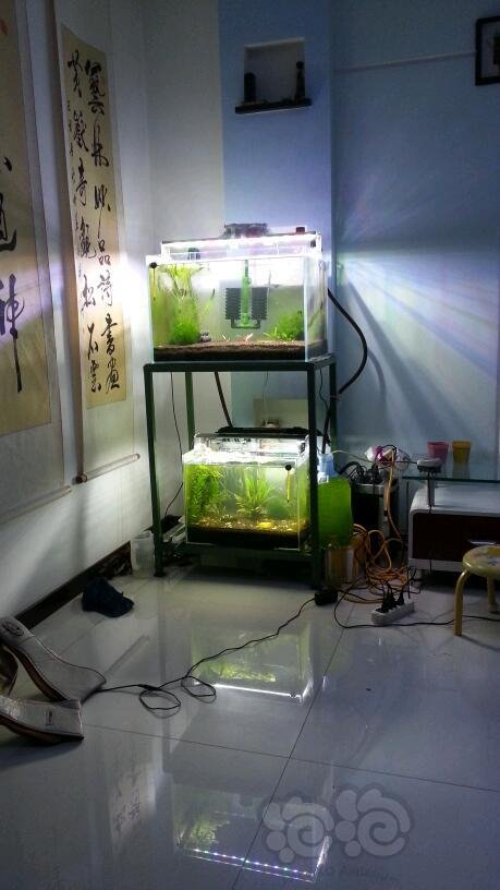 组缸,求各位虾友和前辈们给推荐个,即经济又好用还不影响美观的过滤