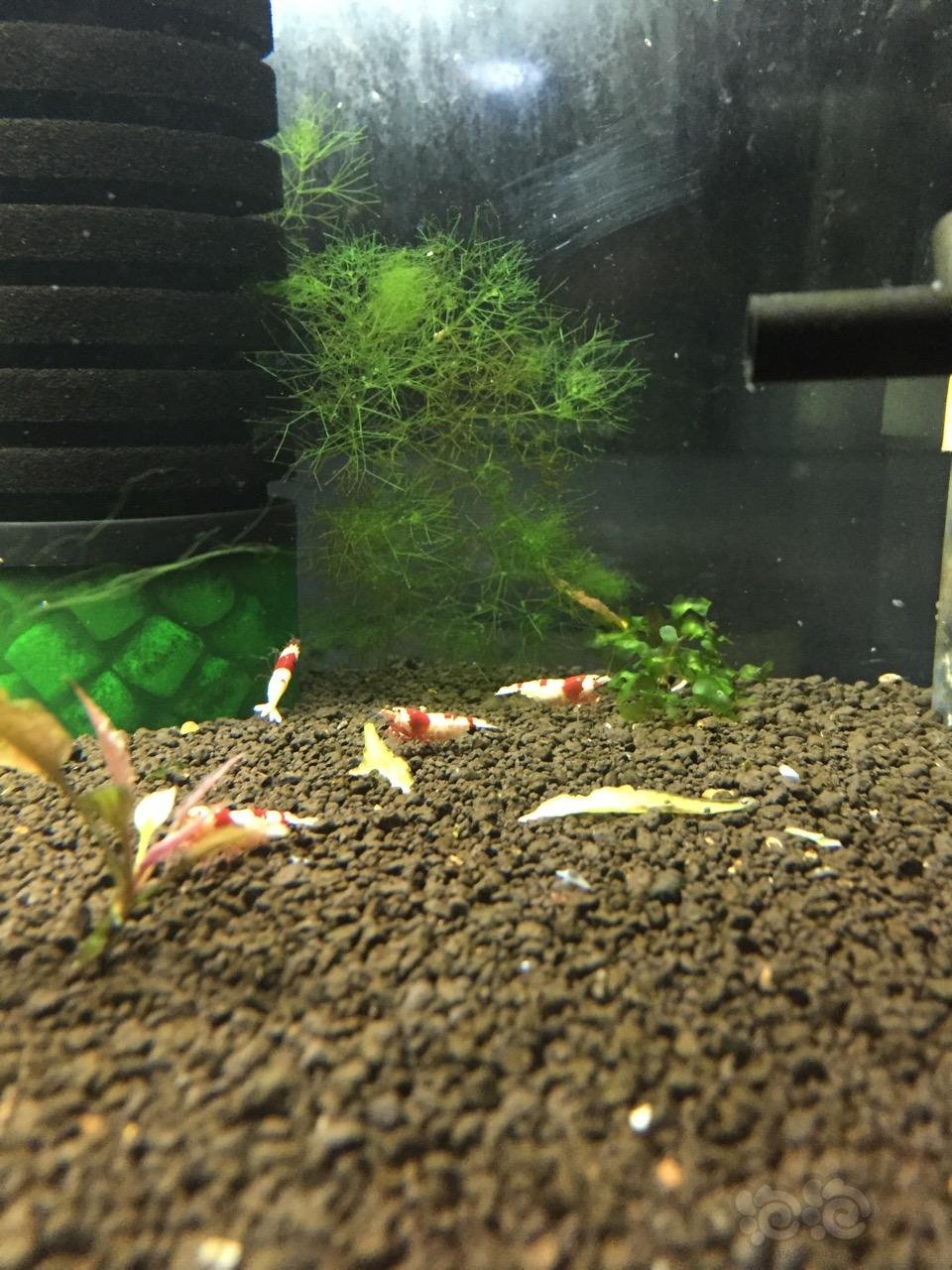 三个月所有母虾都怀孕了