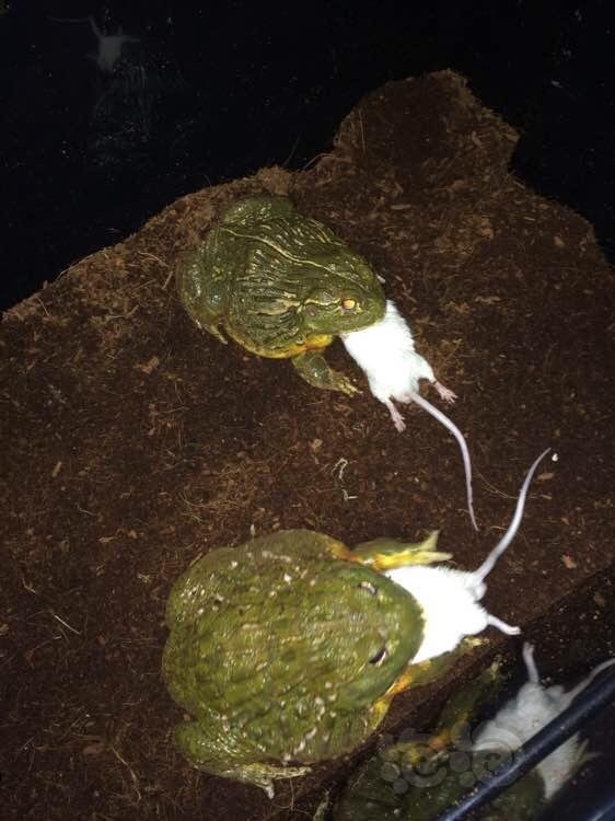 非洲沼泽的霸主 非洲头箱牛蛙