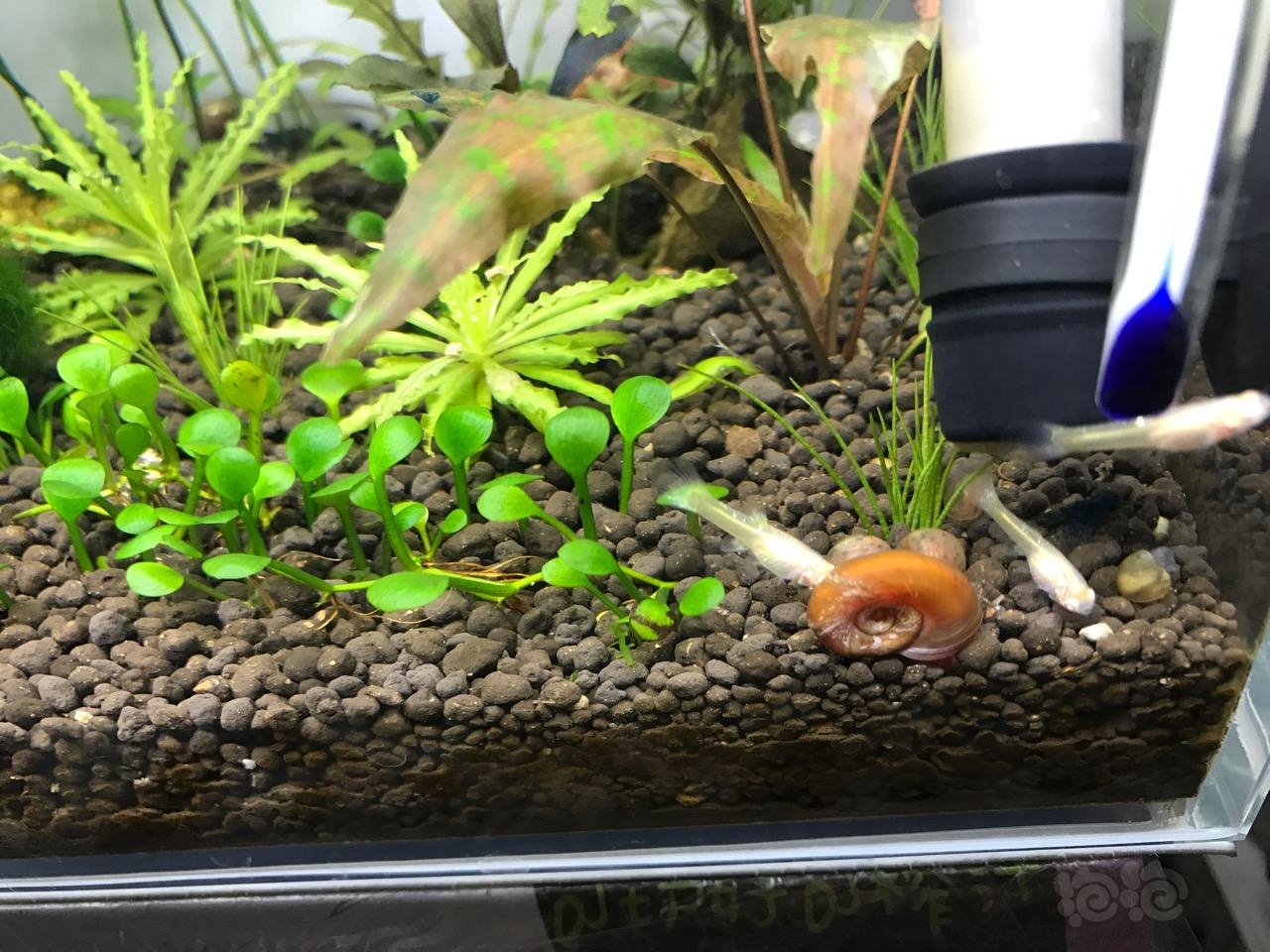 求教苹果螺的爆缸方法