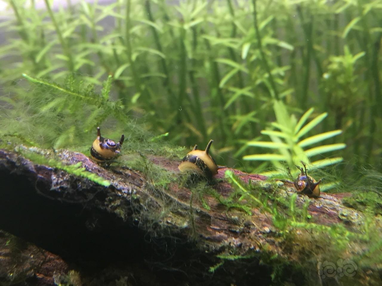 蜜蜂角螺这样是繁殖前奏吗