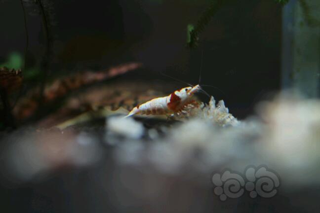 【出售】【出售】纯血红白水晶虾-图4