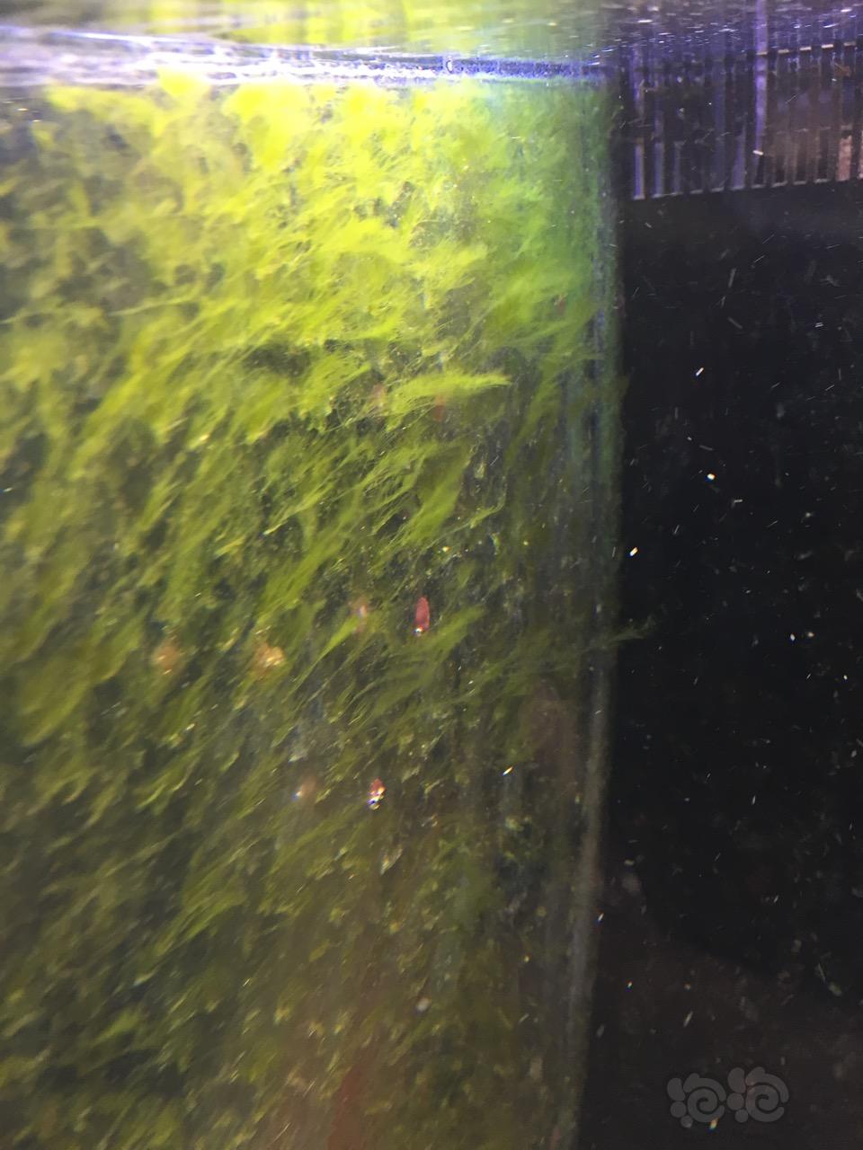 40背滤缸爆藻2周-图1