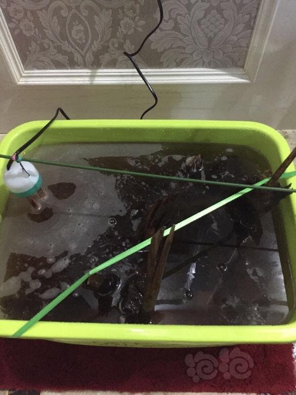 科举大赛去黄水煮沉木