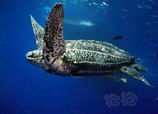 世界上最大的乌龟，嘴里藏著一个鲜为人知的秘密！-图1