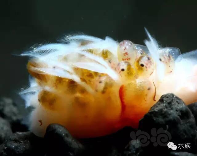 水晶虾的一生-图1