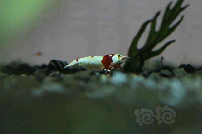 【出售】【出售】纯血红白水晶虾-图6