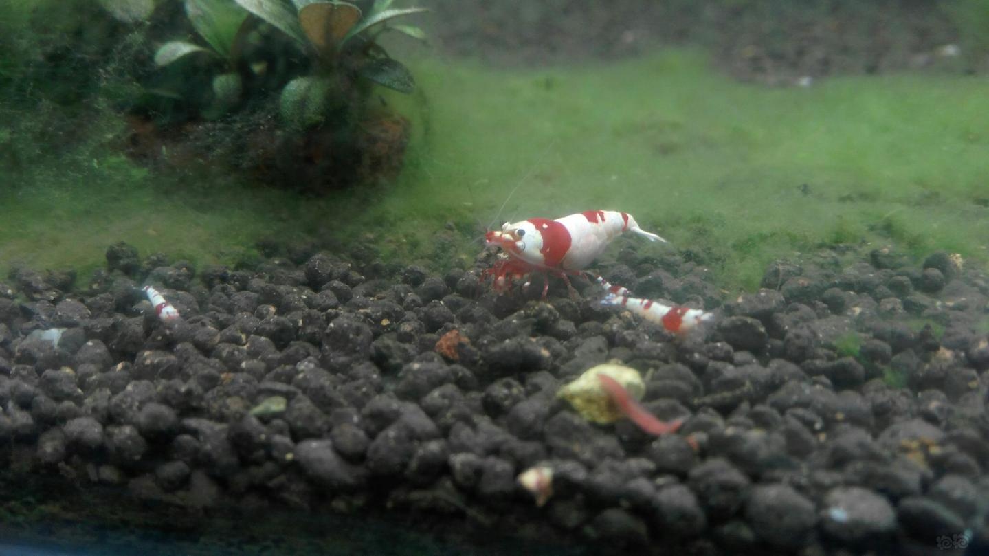 发俩红白母虾，涨涨经验-图4