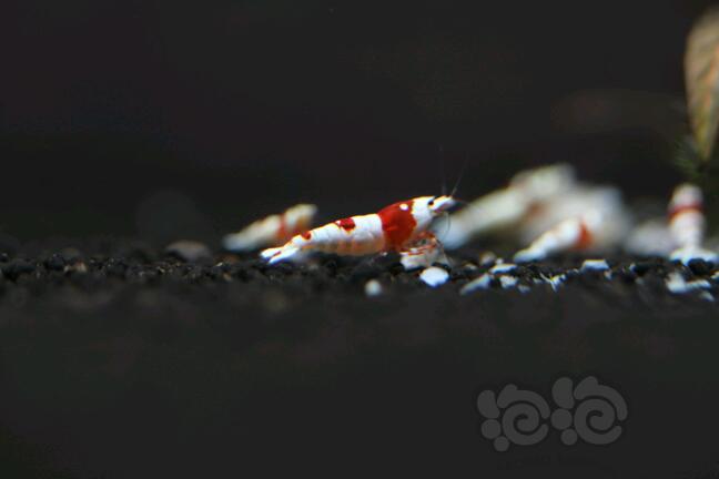 【出售】【出售】纯血红白水晶虾-图3