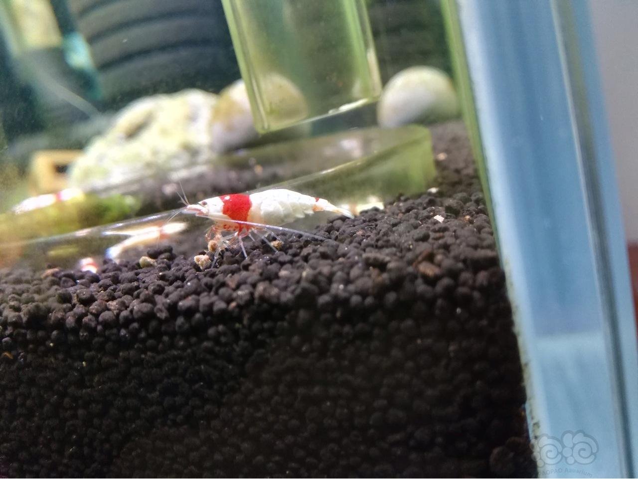 第一个抱卵的小母虾