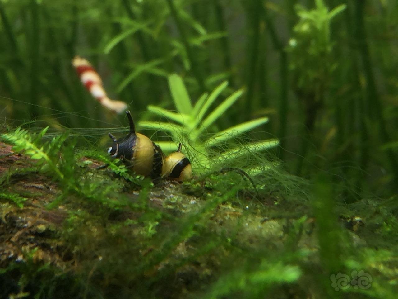 蜜蜂角螺这样是繁殖前奏吗