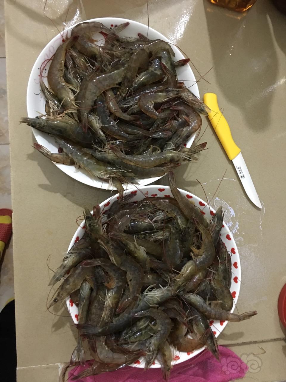 【虾】2016-12-17#RMB拍卖diy水晶虾粮-图4