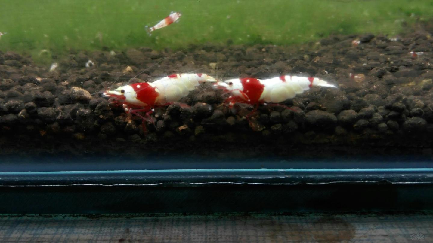 发俩红白母虾，涨涨经验-图3