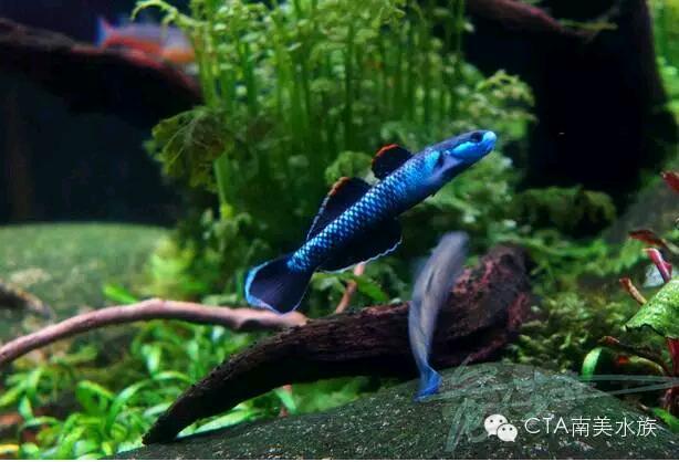 【虾虎】中国原生鱼 | 什么叫低栖高调美——紫身枝牙虾虎-图1