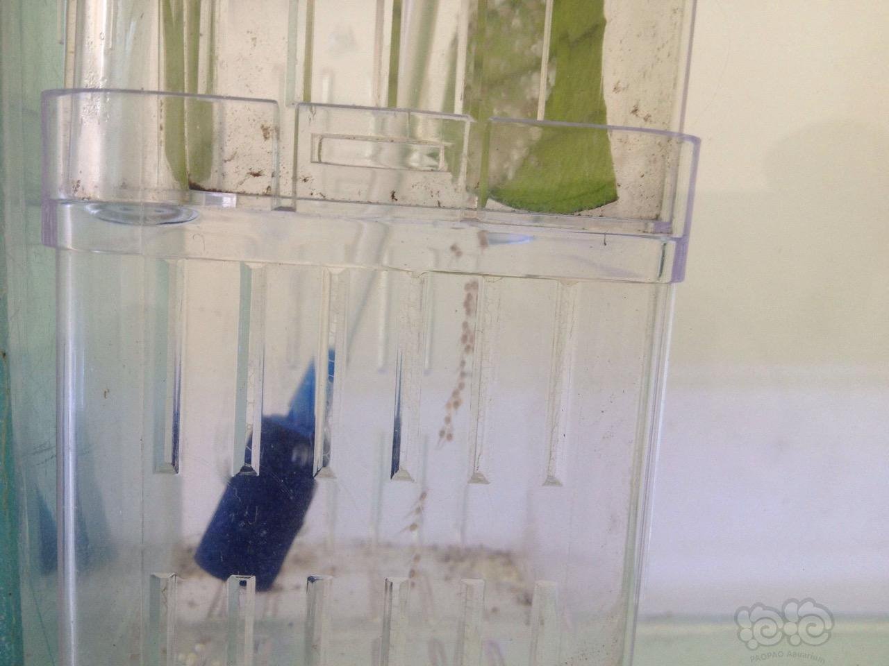 【神仙鱼】神仙鱼卵顺利孵出