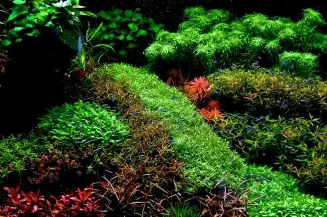 迄今为止这是我见过最牛的荷兰式造景