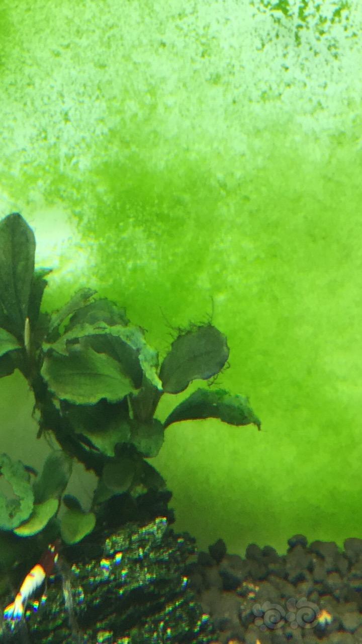 请教一下虾缸有鹿角藻怎么除-图1