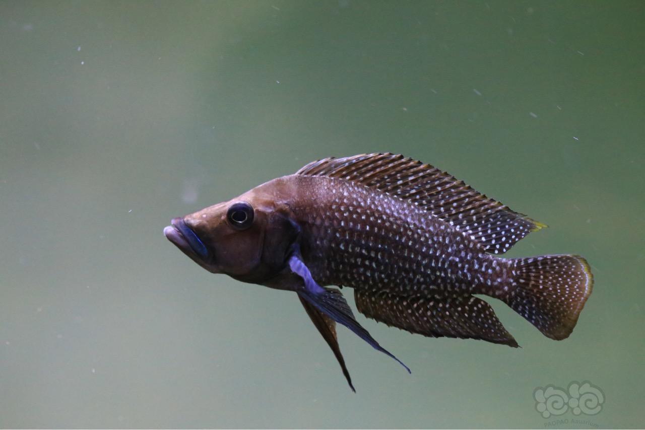 三湖慈鲷宗威黑喷虎来一组