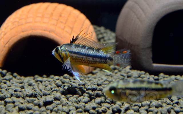 短鲷野生凤尾家族