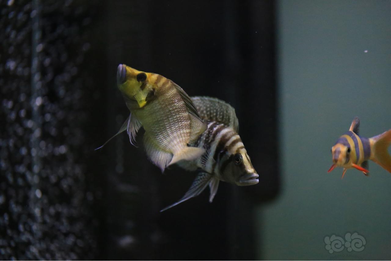 【三湖慈鲷】刚果黑喷虎 来一组