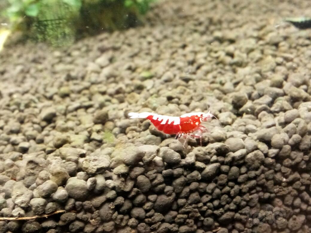 红色的小虾下身啦！高兴，开心、喜悦、狂喜、快乐、愉悦-图4