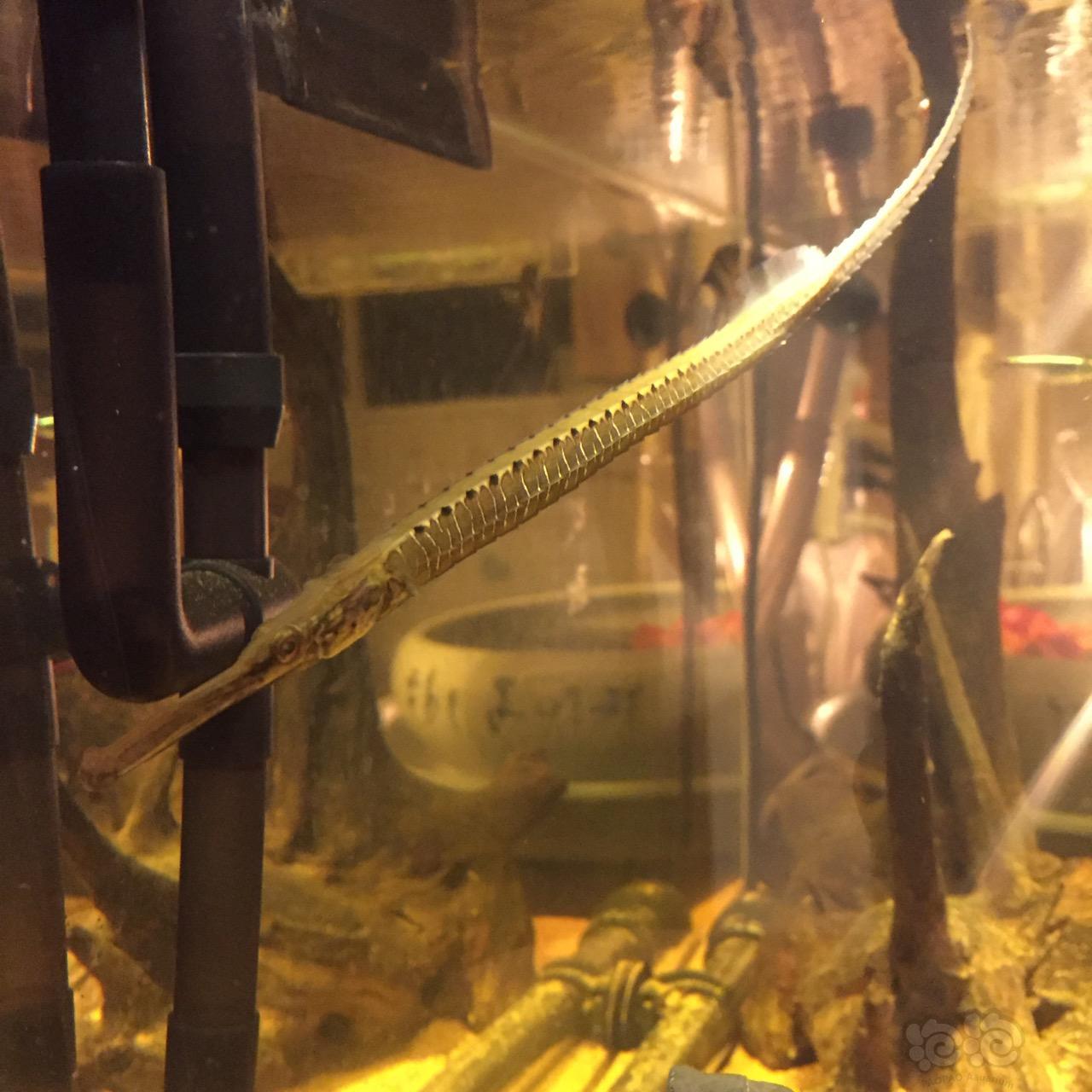 淡水海龙鱼吃什么