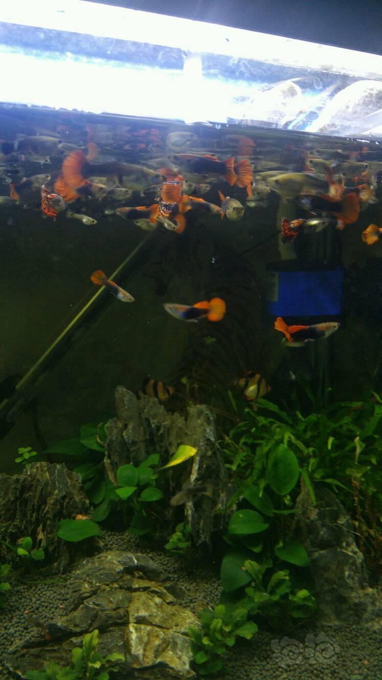 孔雀鱼10条垃圾鱼爆缸状态