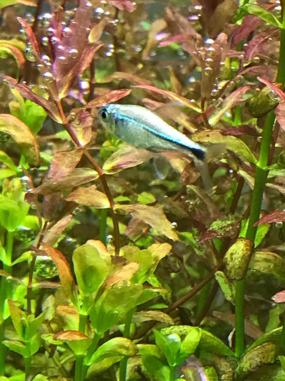 新购蓝线金灯. - 泡泡水族