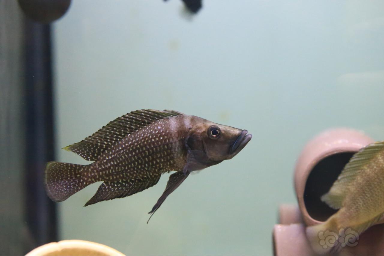 三湖慈鲷宗威黑喷虎来一组