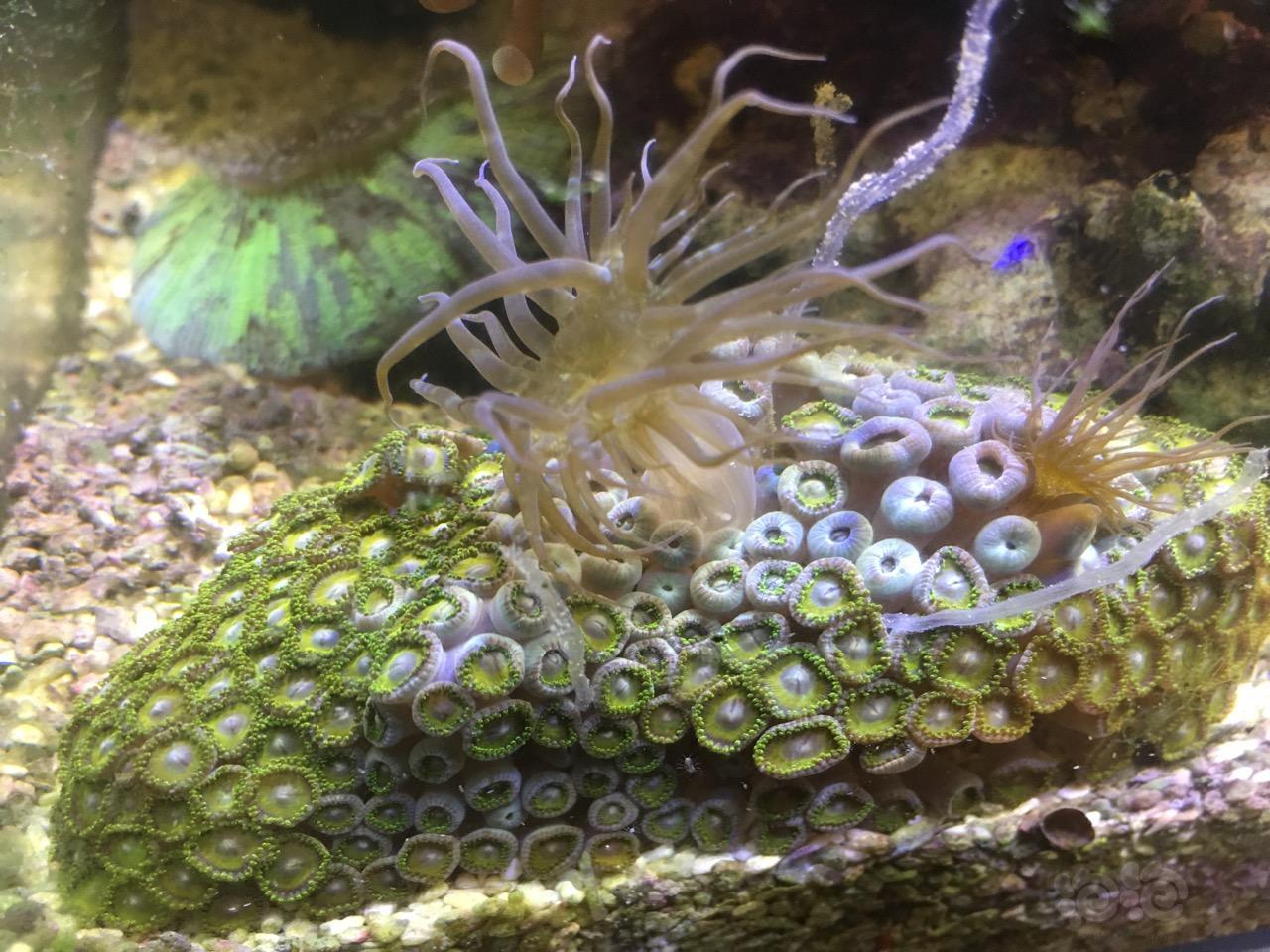 钮扣上长的是海葵吗?