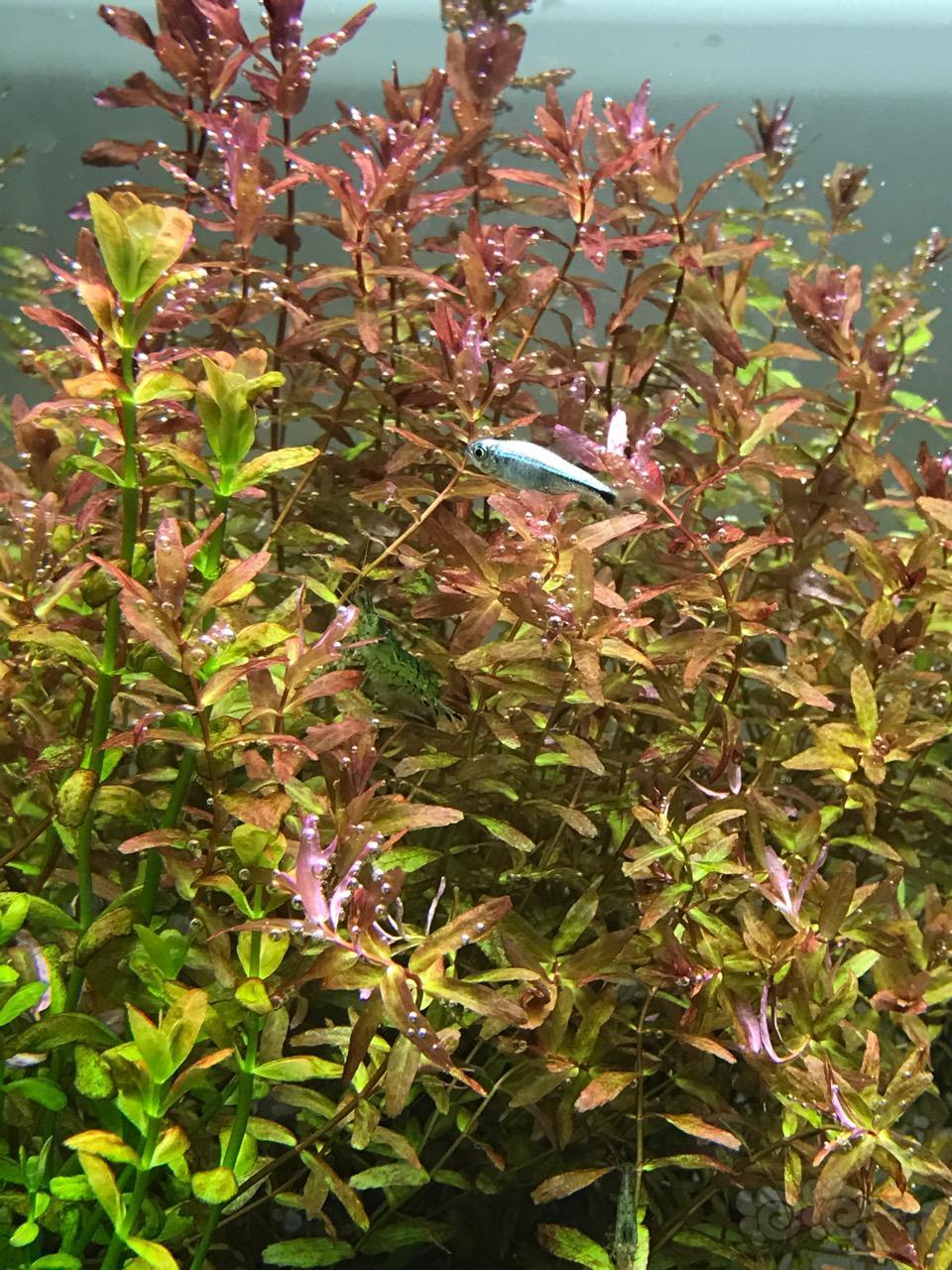 新购蓝线金灯. - 泡泡水族