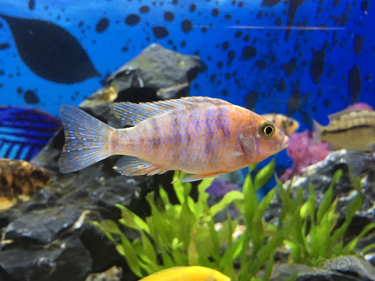 【三湖慈鲷】刚刚加入的新成员