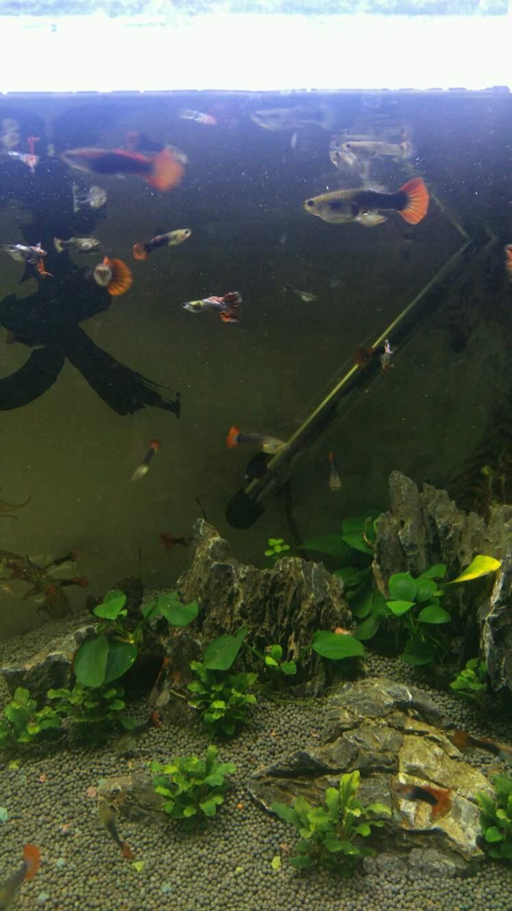 孔雀鱼10条垃圾鱼爆缸状态