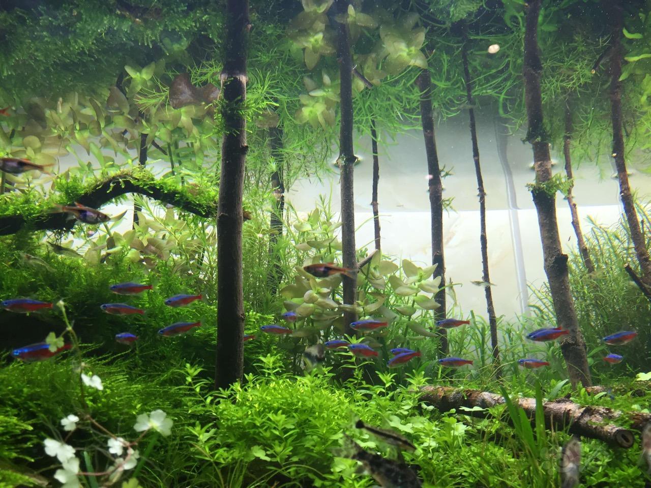 054apl水草密码造景大赛寂静之林