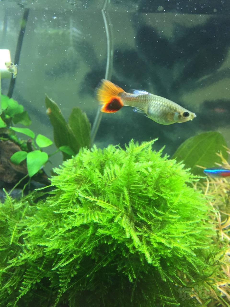 【孔雀鱼】怀孕已待产. - 泡泡水族