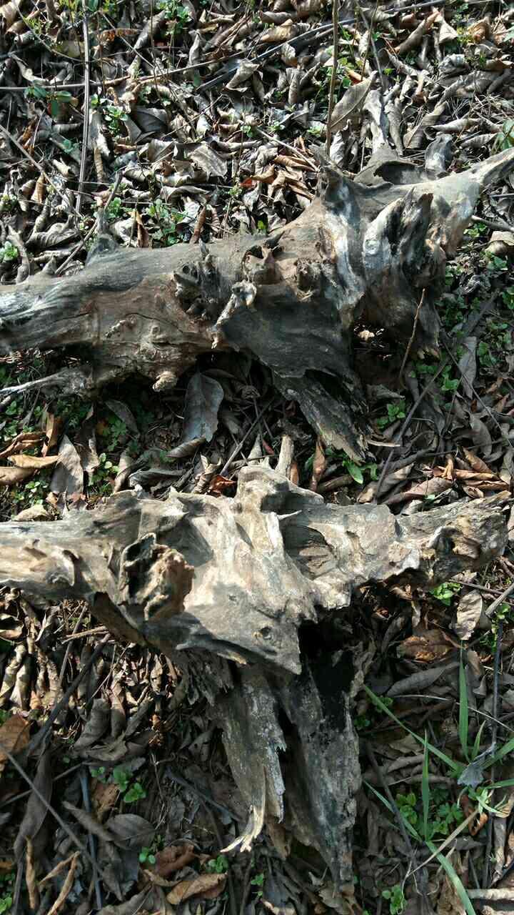 已经100多年的碳化老槐树根