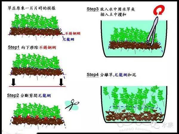 前景草种植方法-图1