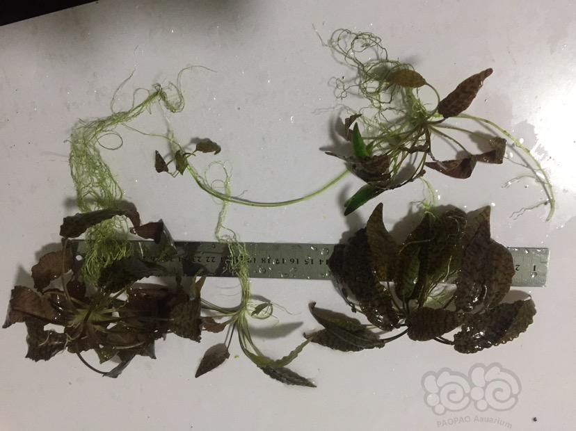 【水草】2017-02-26#RMB拍卖黄底虎纹椒草一份四棵-4-图1