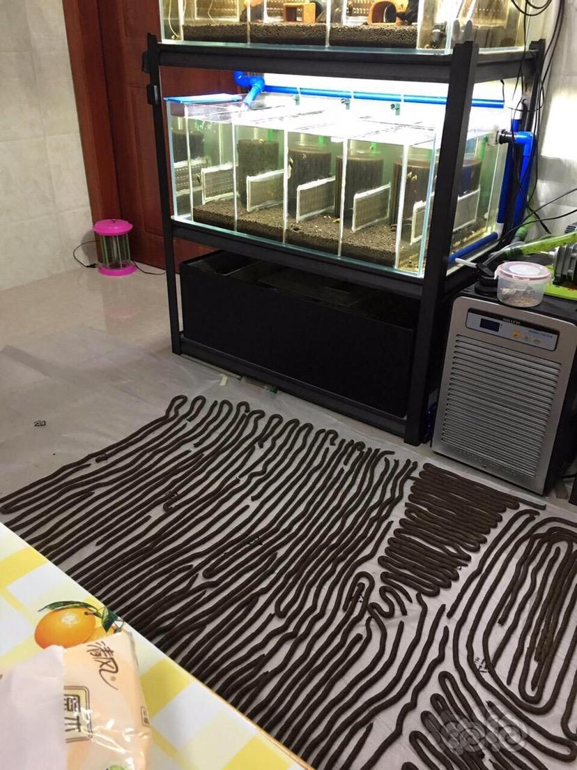 【虾】2017-2-26#RMB拍卖diy水晶虾肉粮加菠菜30g-图3