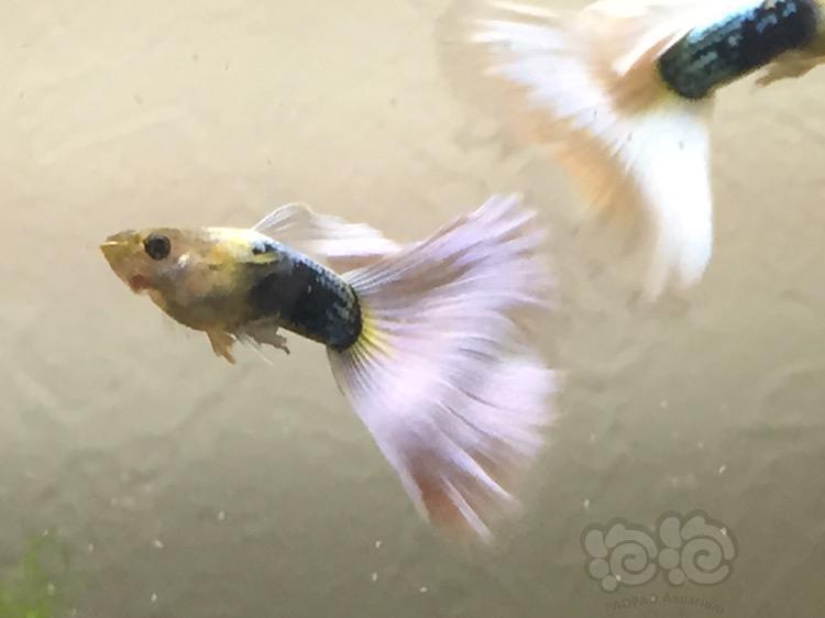 孔雀鱼纯白的黄礼服